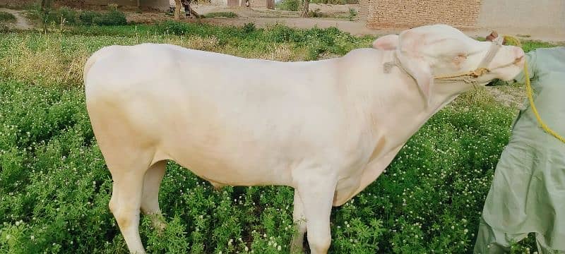 Cow | Bull | bachra | Desi wacha for Qurbani 2024 1