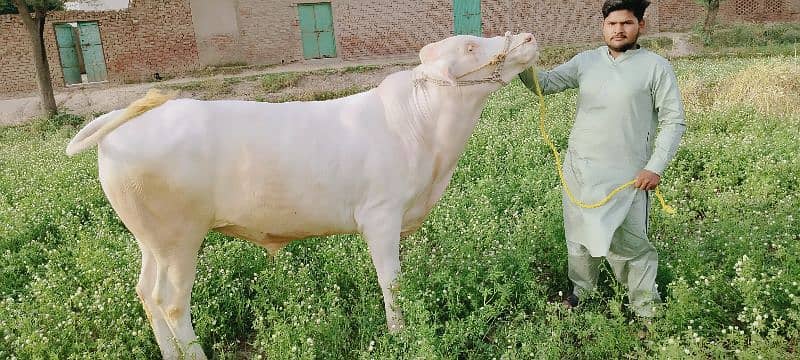 Cow | Bull | bachra | Desi wacha for Qurbani 2024 6