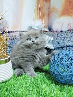 pure Persian kittens full gray and full white blue eyes