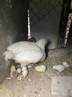 White Hera chicks