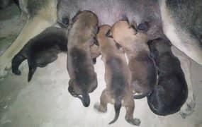 Pure Alsetion Puppy Pair Available