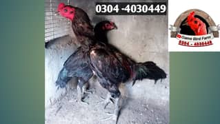 Pure Thai Chicks For Sale and burmi chicks for sale