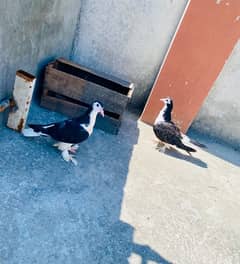 Sherazi Chicks Pair