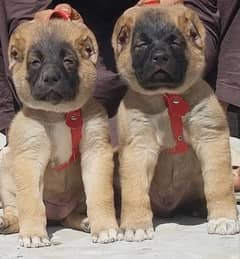 king Kurdish kangal full security dog pair 2 mohtn for sale 0