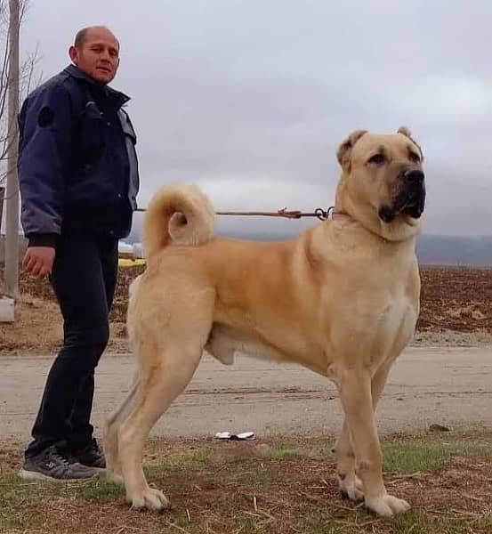 king Kurdish kangal full security dog pair 2 mohtn for sale 1