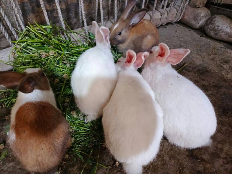 White rabbits 1