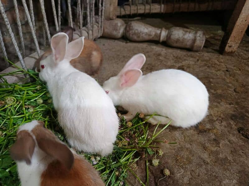 White rabbits 3