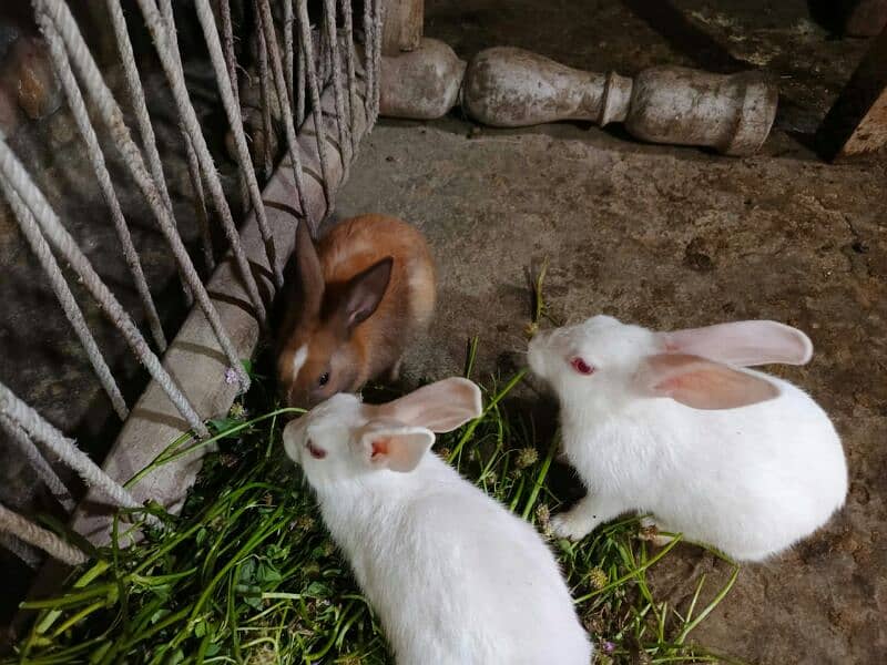 White rabbits 4