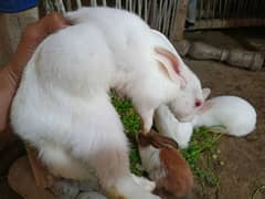 White rabbits