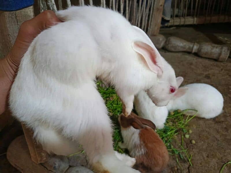 White rabbits 0