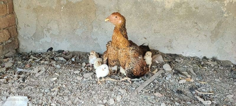 Aseel with chicks orignal pics attached 0