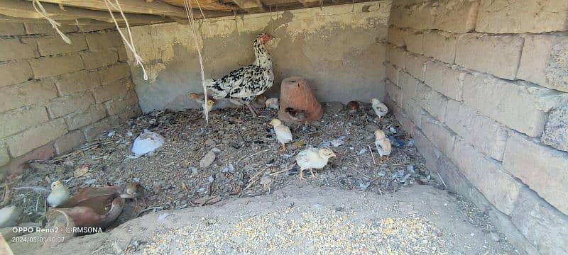 Aseel with chicks orignal pics attached 3