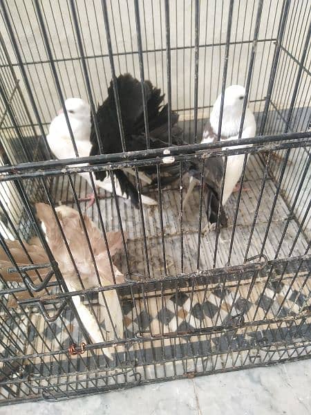 Fantail pegion for sale 1