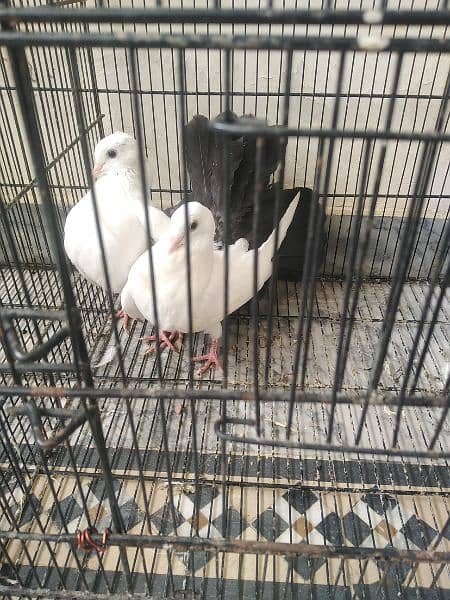 Fantail pegion for sale 3