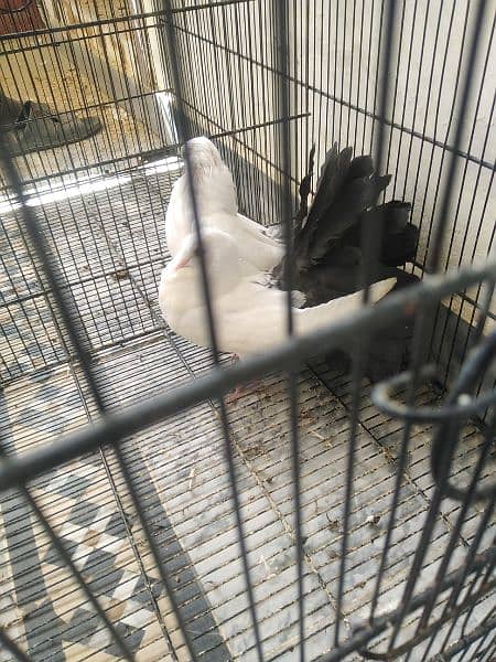 Fantail pegion for sale 4