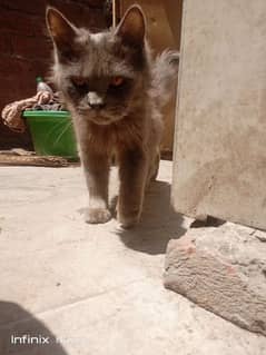 3 manth ki cat hy male hy colour gray . . eyes colour orange and black