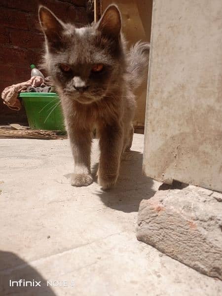 3 manth ki cat hy male hy colour gray . . eyes colour orange and black 0
