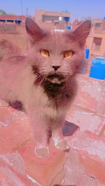 3 manth ki cat hy male hy colour gray . . eyes colour orange and black 2
