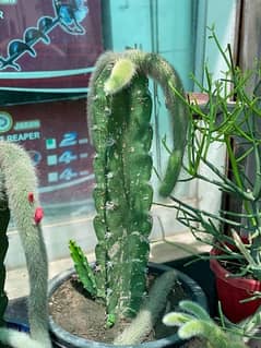 cactus gorsunu