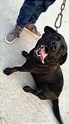 English Labrador Female