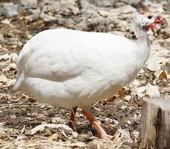 Chakor / White Guinea Fowl Pair