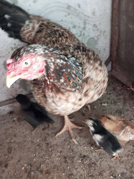 Urgent sale Aseel mianwali chicks 1
