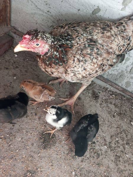 Urgent sale Aseel mianwali chicks 5