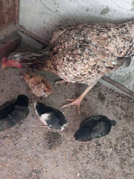 Urgent sale Aseel mianwali chicks 6