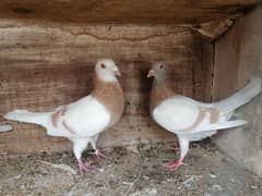 Pigeon Zardband breed  (Kabootar) 0