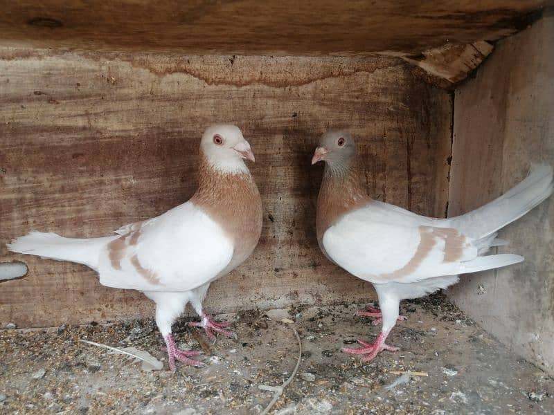 Pigeon Zardband breed  (Kabootar) 0