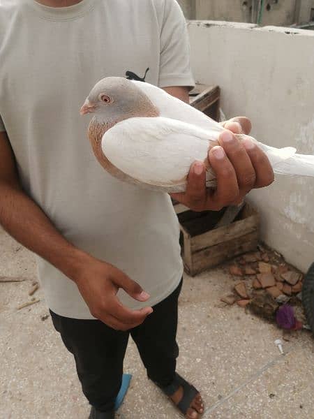 Pigeon Zardband breed  (Kabootar) 2