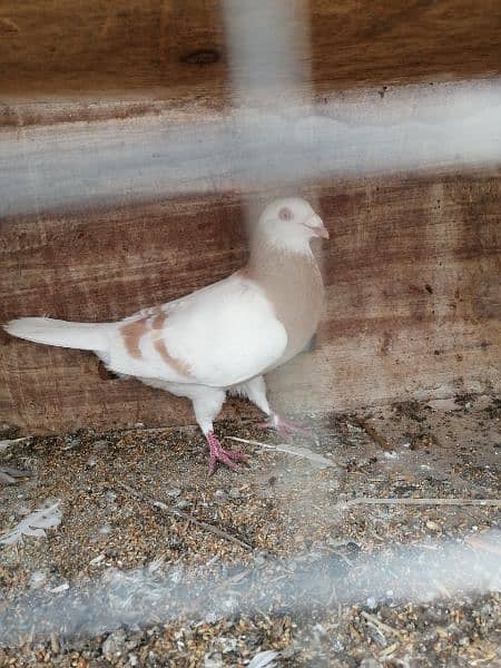 Pigeon Zardband breed  (Kabootar) 3