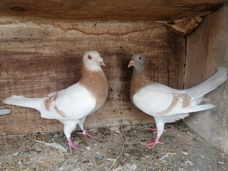 Pigeon Zardband breed  (Kabootar) 4