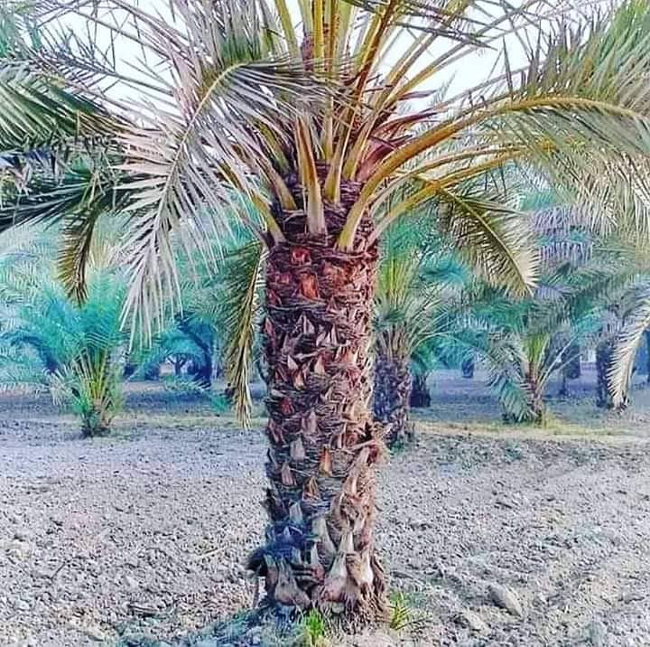 Date Palm Tree & Plants 7