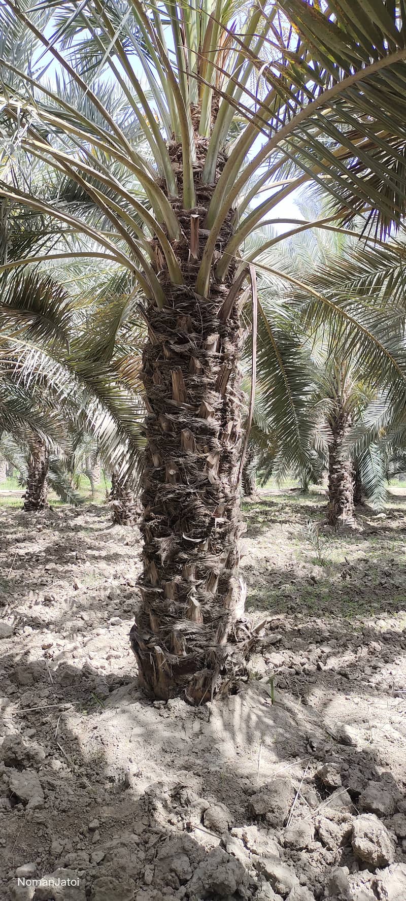 Date Palm Tree & Plants 1