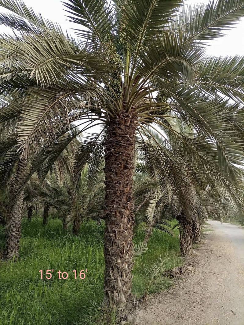Date Palm Tree & Plants 2