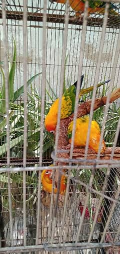 sun-conure for sales / with cheap prices