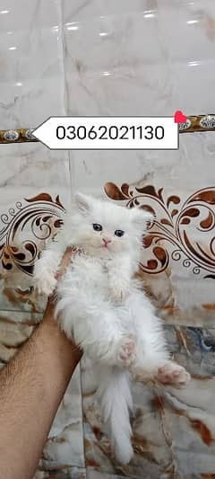 Persian kitten