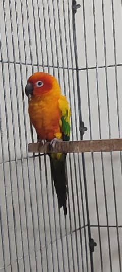 SunConure Pair