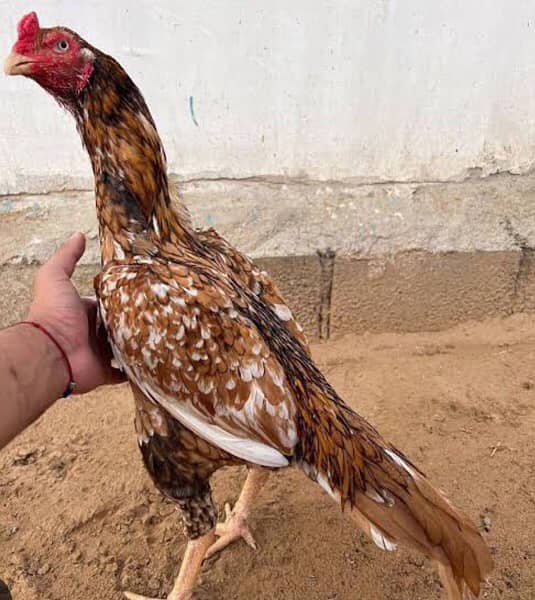 aseel mianwali 2 chicks 1 male and 1 female 85-90 days old urgently! 2