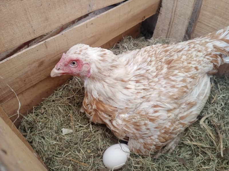 Aseel Breeds Eggs for sale 0