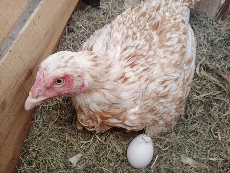 Aseel Breeds Eggs for sale 1