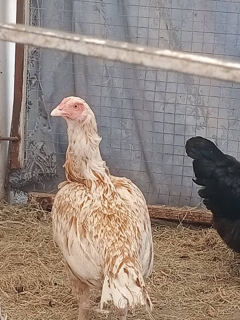 Aseel Breeds Eggs for sale 2