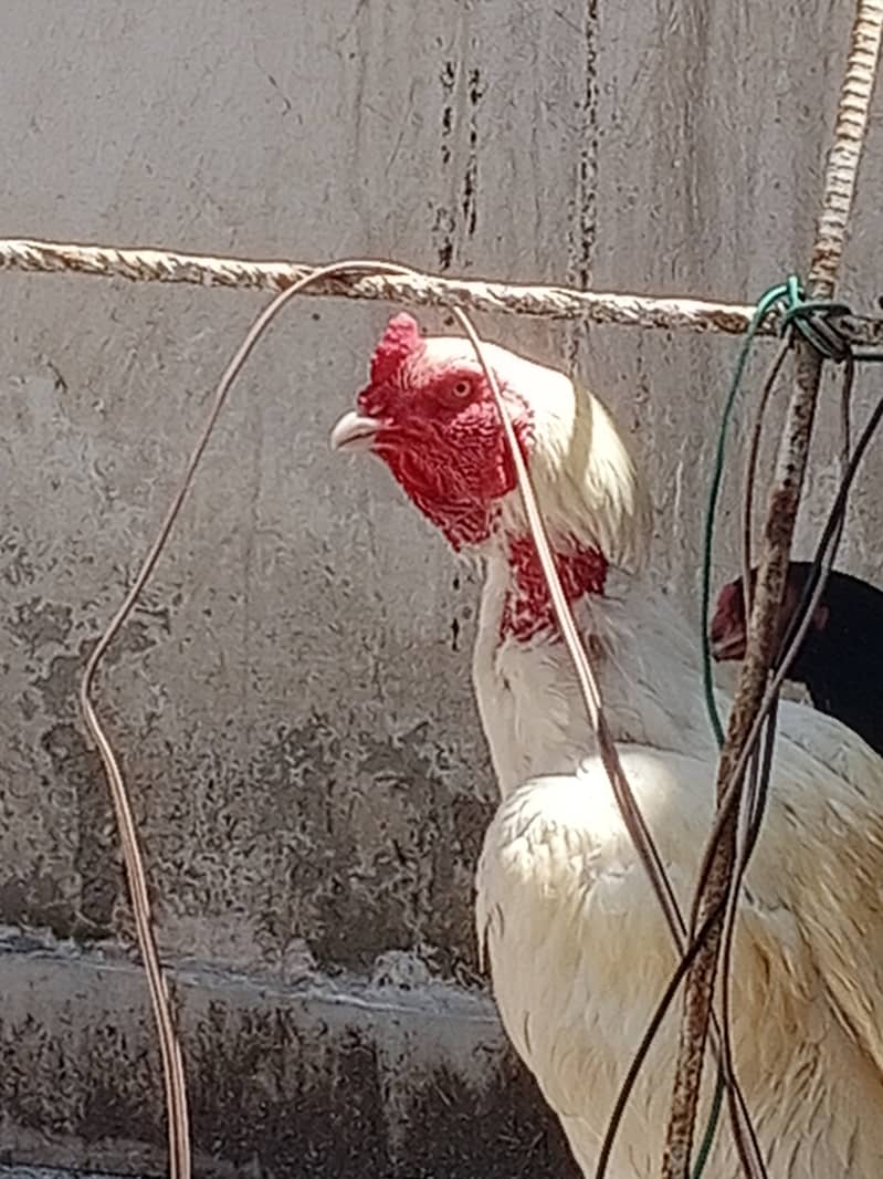 Aseel Breeds Eggs for sale 3