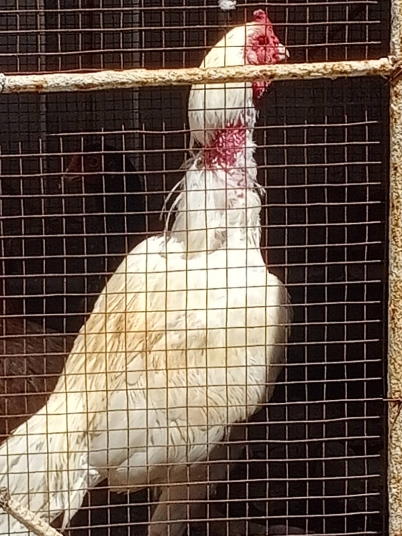 Aseel Breeds Eggs for sale 4