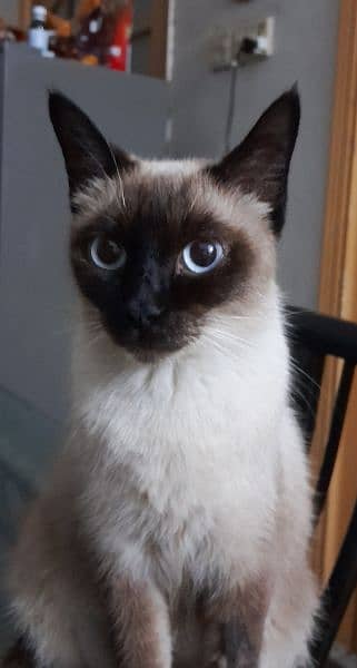 Himalayan siamese pair for sale 1