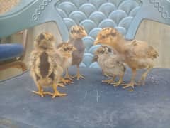 Aseel Chicks for sale 03089179667