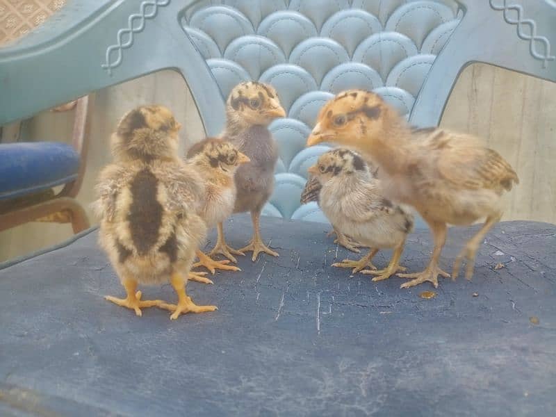 Aseel Chicks for sale 03089179667 0