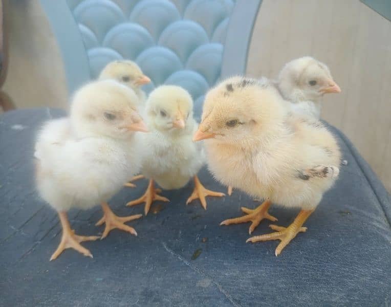 Aseel Chicks for sale 03089179667 1