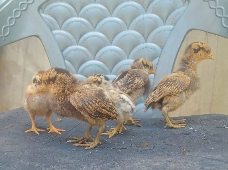Aseel Chicks for sale 03089179667 2